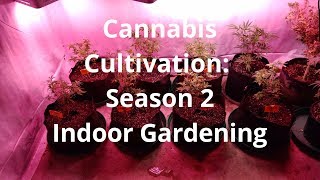 Cannabis Indoor Growing 1  Starting With Seedlings and ReVeggers [upl. by Turne57]