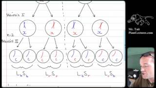 AP Biology  Genetics  Lesson 2 Genetic Variation Independent Assortment  Crossing Over [upl. by Maure562]