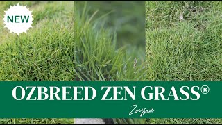 NEW Zoysia Grass  Ornamental Lawn no fuss [upl. by Agnella]