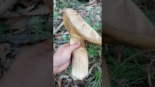 Boletus aestivalis  mushroom  The big ONE [upl. by Neelhtak691]