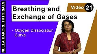 Breathing and Exchange of Gases  NEET  Oxygen Dissociation Curve  Neela Bakore Tutorials [upl. by Chadd314]