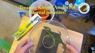 Treating Lizards for Internal Parasites  preventative measures [upl. by Favin]