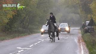 Hampshire Hunt  Causing Road Havoc [upl. by Kendricks]