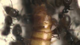 Lasius niger ants killing mealworm [upl. by Romona]