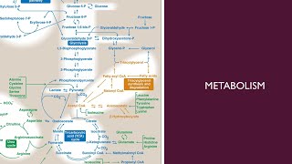 Metabolism  56  Heme degradation [upl. by Yerd]