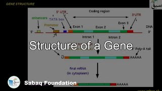 Structure of a Gene Biology Lecture  Sabaqpk [upl. by Arok]