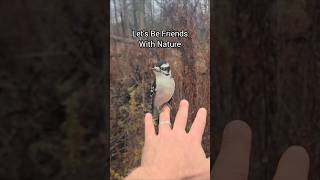 Friendly Woodpecker [upl. by Aliban]