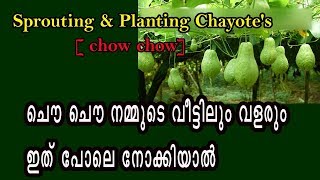 ചൌ ചൌ നമ്മുടെ വീട്ടിലും വിളയിക്കാം Chow Chow vegetable cultivation [upl. by Otreblada862]