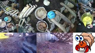 Time Lapse of Hermit Crab Live Stream October 20th  October 21st 2024 30x [upl. by Repsihw497]