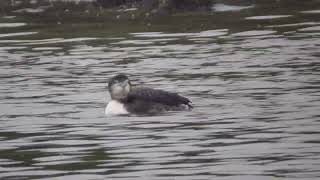 Yellow billed Loon Geelsnavelduiker 220122 2 [upl. by Eatnahc]