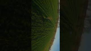 Field Dance fpv fpvdrone freestyle drone fpvfreestyle epic dji shortsfeed shortsviral [upl. by Dyke]