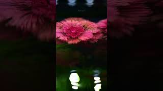 Cabomba Furcata fishtank waterplant aquaticplant relaxingmusic [upl. by Yaakov182]