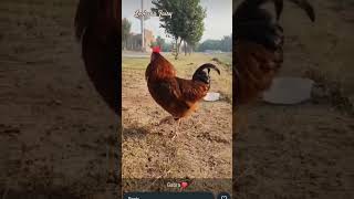 Hen Lover  Aseel Hen aseelmurga hen henslover animallover ytshorts viralshort [upl. by Marciano]