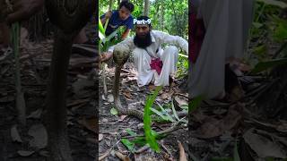 Rescued a snake from the base of an abandoned coconut tree Part9 snake nature nature [upl. by Eejan676]