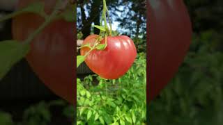 Oxheart Tomato Red heart shaped tomato [upl. by Jenna150]