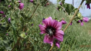 Malva arborea  Lavatera arborea or more recently as Malva eriocalyx the tree mallow [upl. by Aronow]