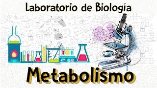 Práctica de laboratorio I Metabolismo [upl. by Ramgad]