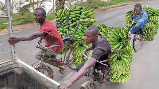 Risky But Genius Way They Transport Bananas in Africa [upl. by Aisatan]