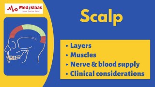 Scalp  Layers  Muscles  Anatomy Mediklaas [upl. by Eirruc102]