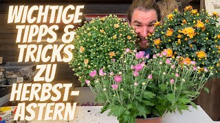 Tipps und Tricks zu Herbstastern vom Profi  Die Chrysantheme die beliebte Herbst Pflanze [upl. by Jenne]