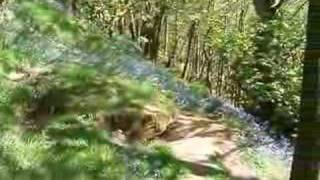 Badger sett in a deciduous woodland in Lancashire filmed on 3rd May 2007 [upl. by Dj]