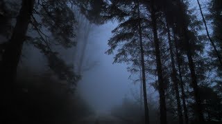 Virtual Drive Through The Dark and Foggy Forest  Rain and Thunder [upl. by Munsey]