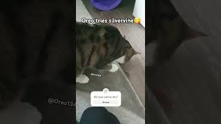 Oreo tries silvervinekitten catlover cat [upl. by Benkley]