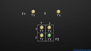 Monohybrid crosses and Mendels principle of segregation [upl. by Littman]