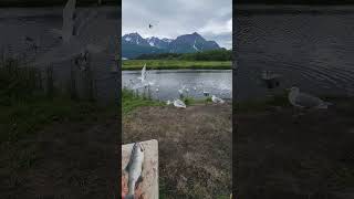 Feeding the seagulls Alaska pinksalmon snagging fish fishing outdoors fishingvideo [upl. by Beyer76]