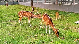 Axis Deer Mating deerpointsexplained [upl. by Nroht]