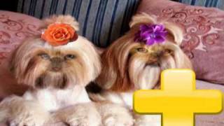 The Shih tzu recipe  Happy birthday shih tzu Lusia [upl. by Hale865]