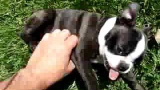 Boston Terrier puppy getting belly rubs in the grass [upl. by Aiva]