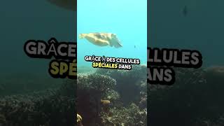 Les poulpes peuvent changer de texture 🐙 animaux trending viralvideo shorts [upl. by Louls843]