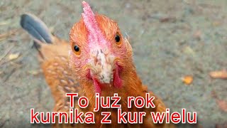 To już rok 🥳 kurnika z kur wielu kury kogut jajko wieś [upl. by Evelinn351]