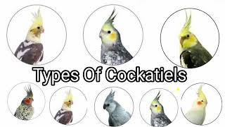 25 Types Of Cockatiels amp Price 2024 Updated Price List  100000 INR Cockatiel [upl. by Attenat296]