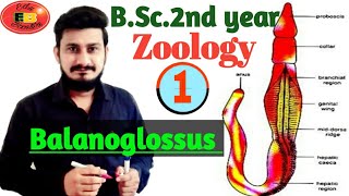 Balanoglossus General character and Classification of Balanoglossus  BSc2nd year Zoology [upl. by Kimura936]