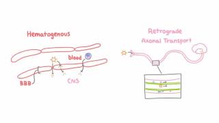 Introduction to Viral Meningitis Encephalitis and Meningoencephalitis [upl. by Suirred]