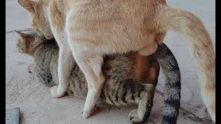 Decoding Feline Reproduction How Often Do Cats Mate [upl. by Anavi]