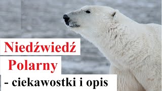 Niedźwiedź Polarny  ciekawostki i opis [upl. by Ibrik]