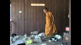 2015 Most Amazing Thailand Temple of the Mysterious Sacred Cute Kitty Cats [upl. by Elinnet72]