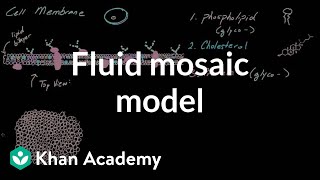 Cell membrane overview and fluid mosaic model  Cells  MCAT  Khan Academy [upl. by Keverne]