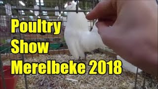 Poultry Show Merelbeke 2018 [upl. by Cartan655]