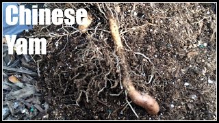 Chinese Yam Dioscorea polystachya Harvest  Ninja Gardening  Episode 84 [upl. by Kistner]