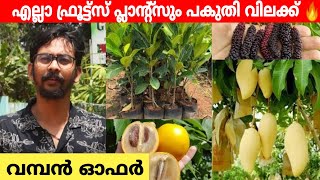 ഫ്രൂട്ട് പ്ലാന്റുകൾ പകുതിവിലക്ക് വമ്പൻ ഓഫർ  Best Nursery in Thrissur  Wholesale Price Nursery [upl. by Rik]