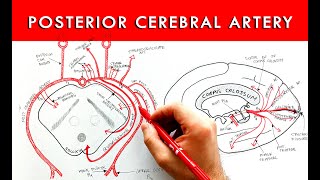 Posterior Cerebral Artery  Segments and branches  Neuroanatomy [upl. by Onig]