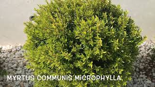 Myrtus communis microphylla Garden Center online PGARDENS [upl. by Wystand]