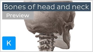 Bones of the head and neck skull and cervical spine preview  Human Anatomy  Kenhub [upl. by Danny]