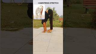 HAMSTRING STRETCH  Your SCAPULA glides along the RIBCThis is what your HAMSTRINGS look anatomy [upl. by Yelyr134]