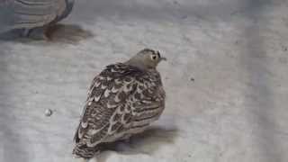 Four Banded Sandgrouse Pterocles quadricinctus Prague Zoo קטה 4 רצועות [upl. by Lilhak]