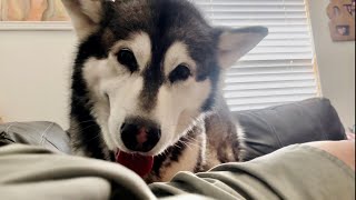 My Malamute Crushed Me And I Loved Every Second Of It [upl. by Aleafar]